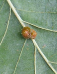 Andricus nigricens