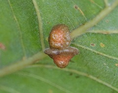 Andricus nigricens