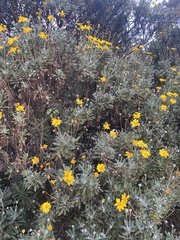 Euryops pectinatus