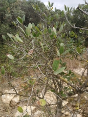 Phillyrea latifolia media