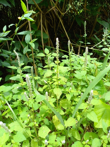 Lime Basil