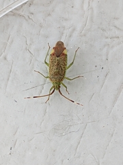 Pantilius tunicatus