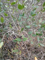 Phillyrea latifolia media