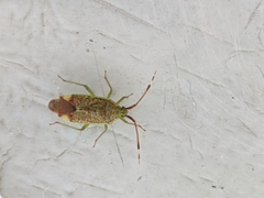 Pantilius tunicatus