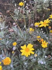 Euryops pectinatus