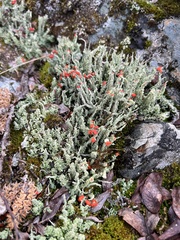 Cladonia bellidiflora