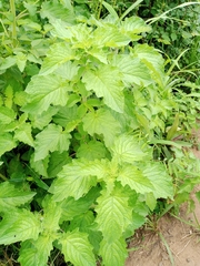 Mesosphaerum suaveolens