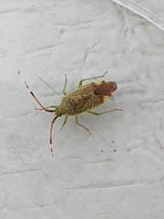 Pantilius tunicatus