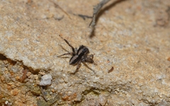 Euophryini
