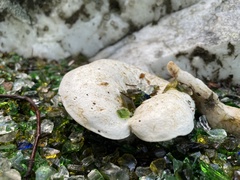 Entoloma abortivum