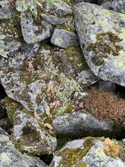 Cladonia bellidiflora