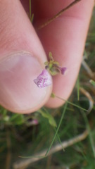 Scutellaria minor