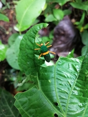 Paryphes