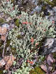 Cladonia bellidiflora