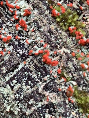 Cladonia floerkeana