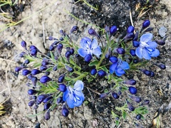 Rotheca hirsuta