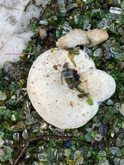 Entoloma abortivum