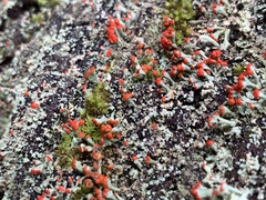Cladonia floerkeana
