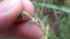 Polygonum aviculare depressum