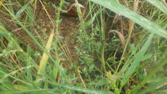 Polygonum aviculare depressum