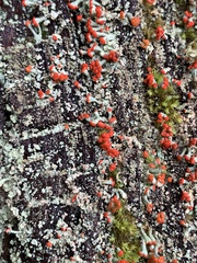 Cladonia floerkeana