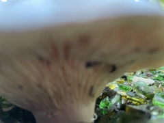 Entoloma abortivum