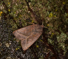 Mesogona oxalina