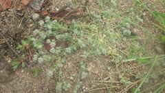 Corrigiola litoralis