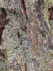 Cladonia floerkeana