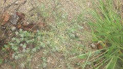 Corrigiola litoralis