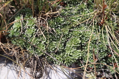 Saxifraga marginata