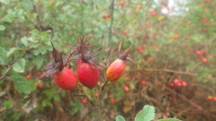 Rosa canina