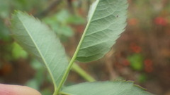Rosa canina