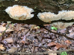 Radulomyces copelandii