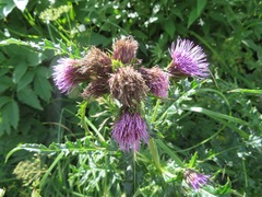 Cirsium nambuense