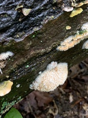 Radulomyces copelandii