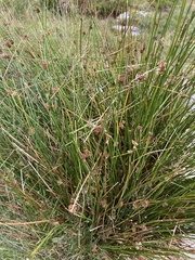 Juncus conglomeratus