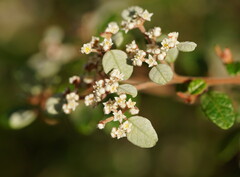 Spyridium parvifolium