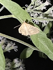 Pyraustini
