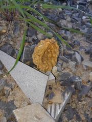 Morchella rufobrunnea