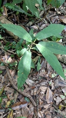 Ficus erecta beecheyana