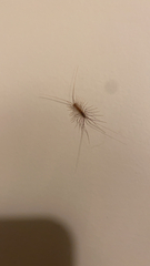 Scutigera coleoptrata