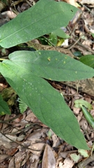 Ficus erecta beecheyana