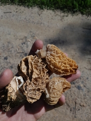 Morchella rufobrunnea