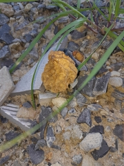 Morchella rufobrunnea