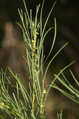 Acacia mucronata longifolia
