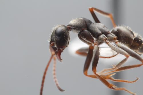 Formica cinerea