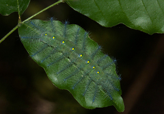 Euphaedra neophron