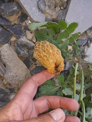 Morchella rufobrunnea