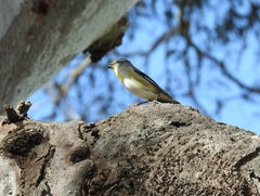 Pardalotus striatus